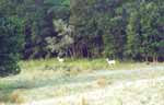 fallow deer