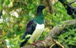 Wood pigeon